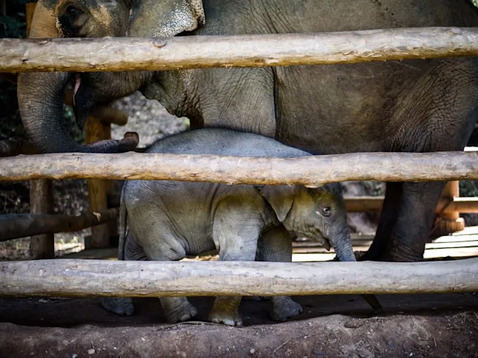 The Impact of Organized Crime on Wildlife: A Global Crisis-3