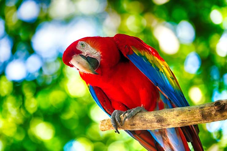  What is a parrot's favorite game? image