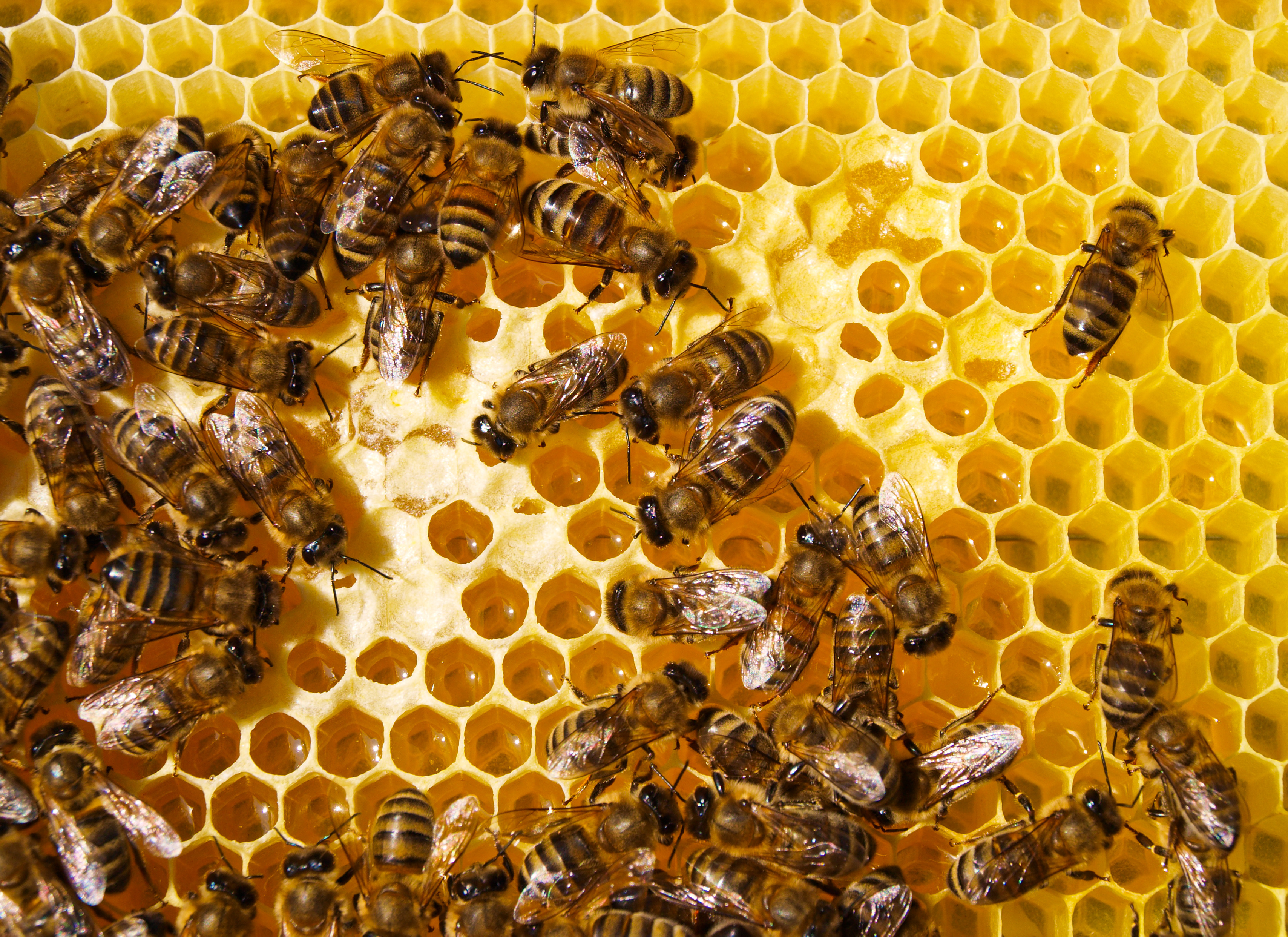 Why do bees stay in their hives during the summer? image
