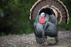 What was the turkey thankful for on Thanksgiving? image