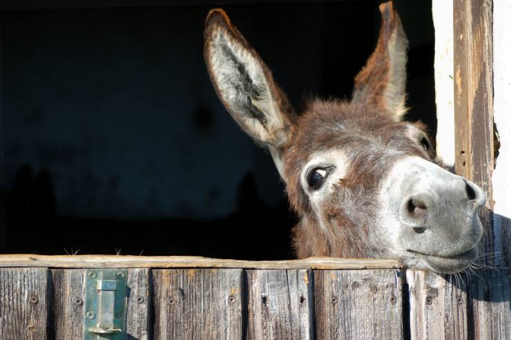  What do you call the donkey with 3 legs? image