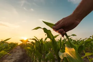 What kind of crop to lazy boys farm? image