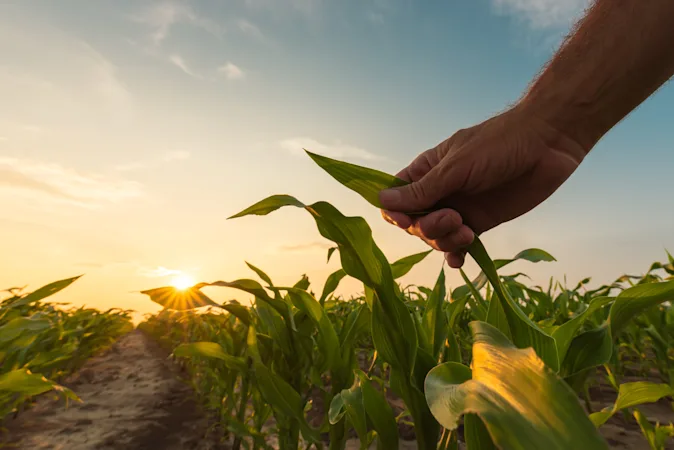 What kind of crop to lazy boys farm? image
