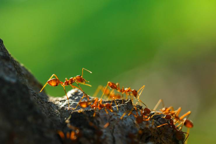  How many ants are needed to fill an apartment? image
