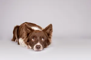 What dogs are always lying to you? image