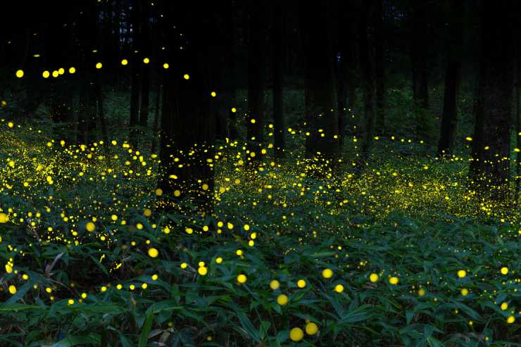  Why did the spider eat fireflies every evening? image