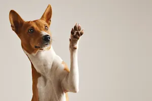What do you call a dog that is left-handed? image