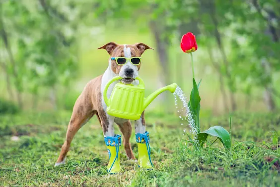 13 Handpicked Jokes About Gardening