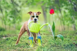 13 Handpicked Jokes About Gardening
