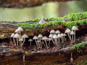 How much room does fungi need in order to grow? image