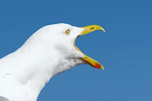 That bird won't stop squawking. image