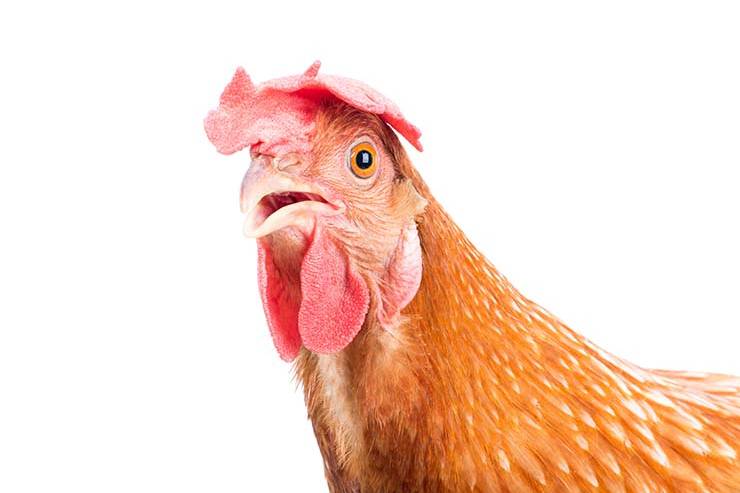  What did the chicken do when he saw a bucket of fried chicken? image