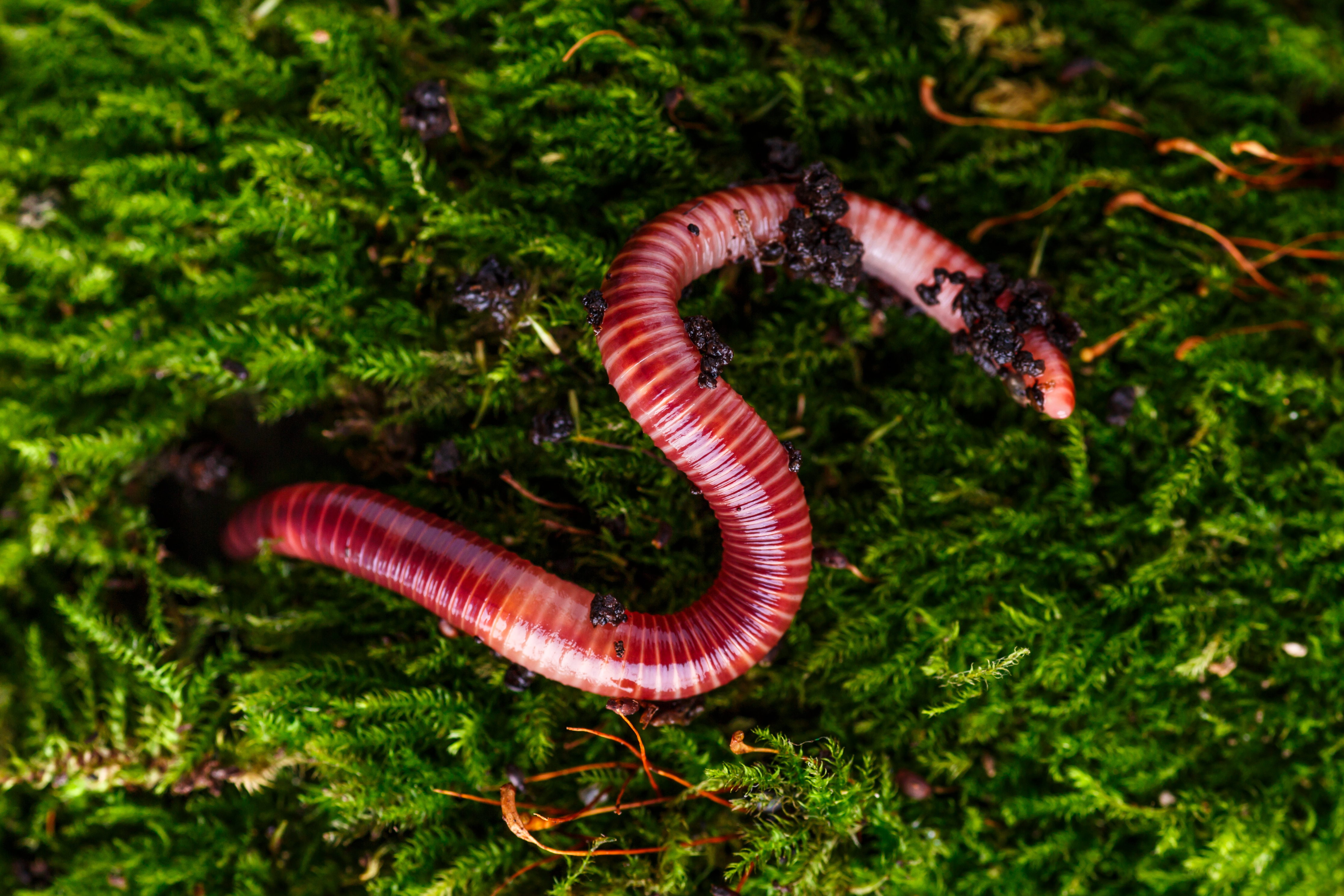 What did the mother worm say to the little worm who was late? image