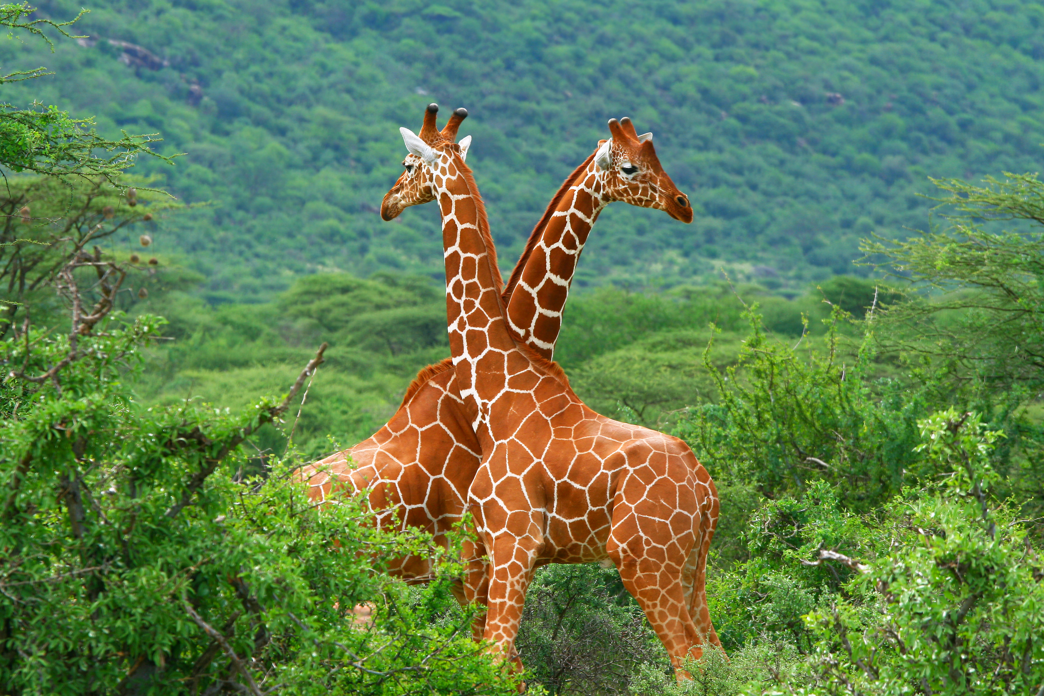 Why are giraffes so slow to apologize? image