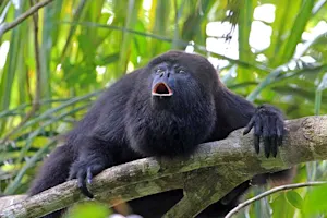What happens when two monkeys get a divorce?