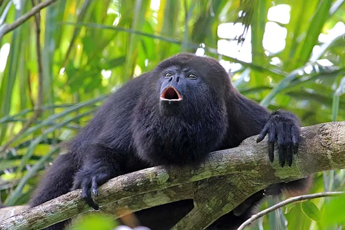 What happens when two monkeys get a divorce?