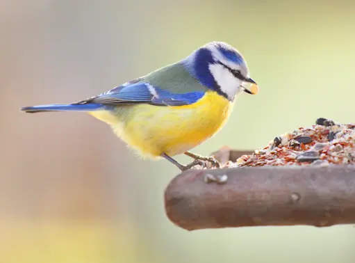 Amazing Bird Videos From Backyard Feeders -1