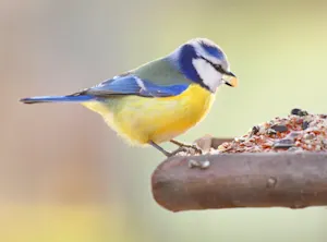 Amazing Bird Videos From Backyard Feeders -1