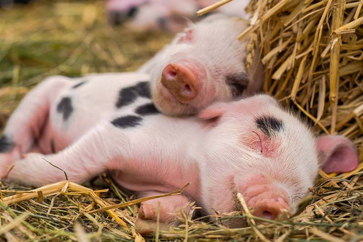  Where do pigs sleep during the summer? image