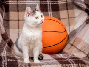 What do cats say when the basketball doesn't hit the basket in a shot? image