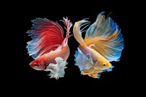 What kind of pants do fish wear? image