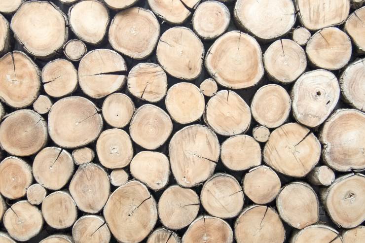  How do trees get access to the internet? image