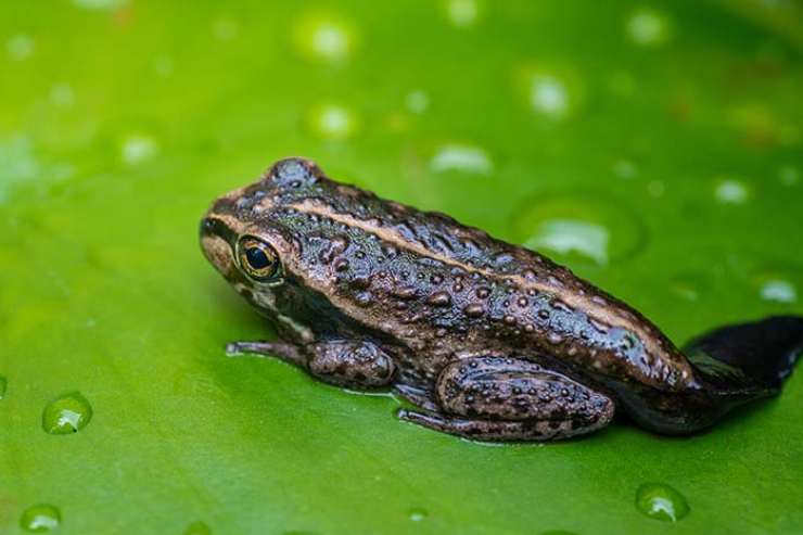  What do you get if you cross a steer with a tadpole? image