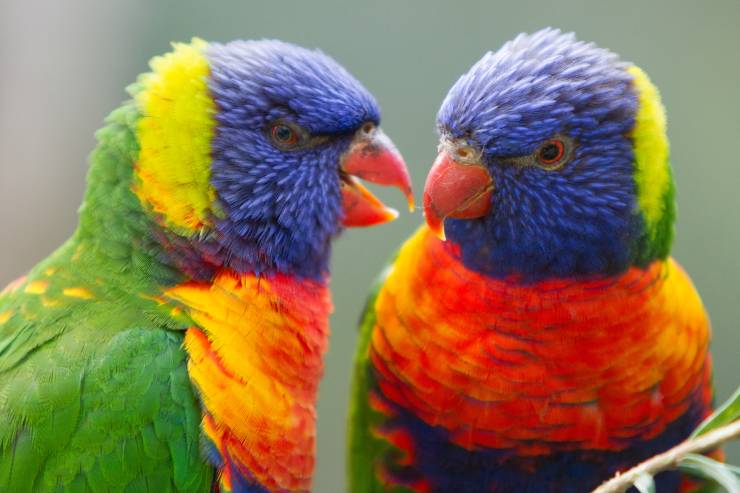  What do you call a parrot making fun of you? image