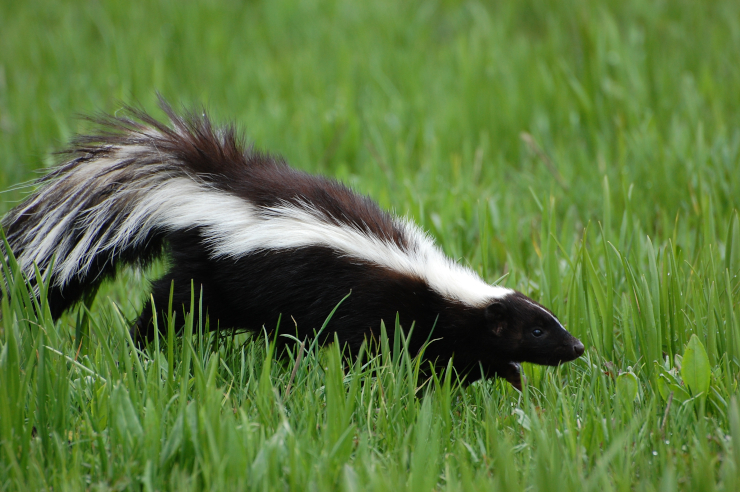  What did the judge say when a skunk walked into the courtroom? image