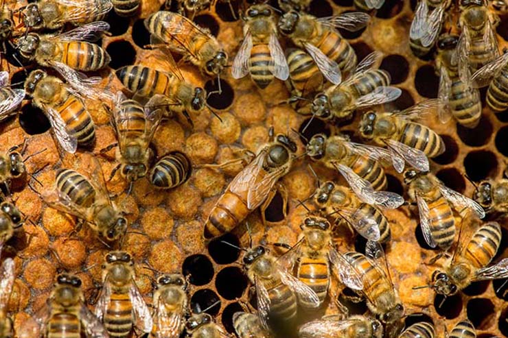  What does a queen bee do when she burps? image