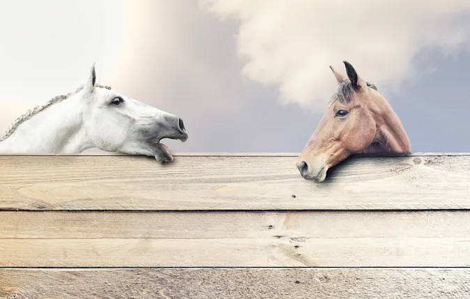 When does a horse talk? image