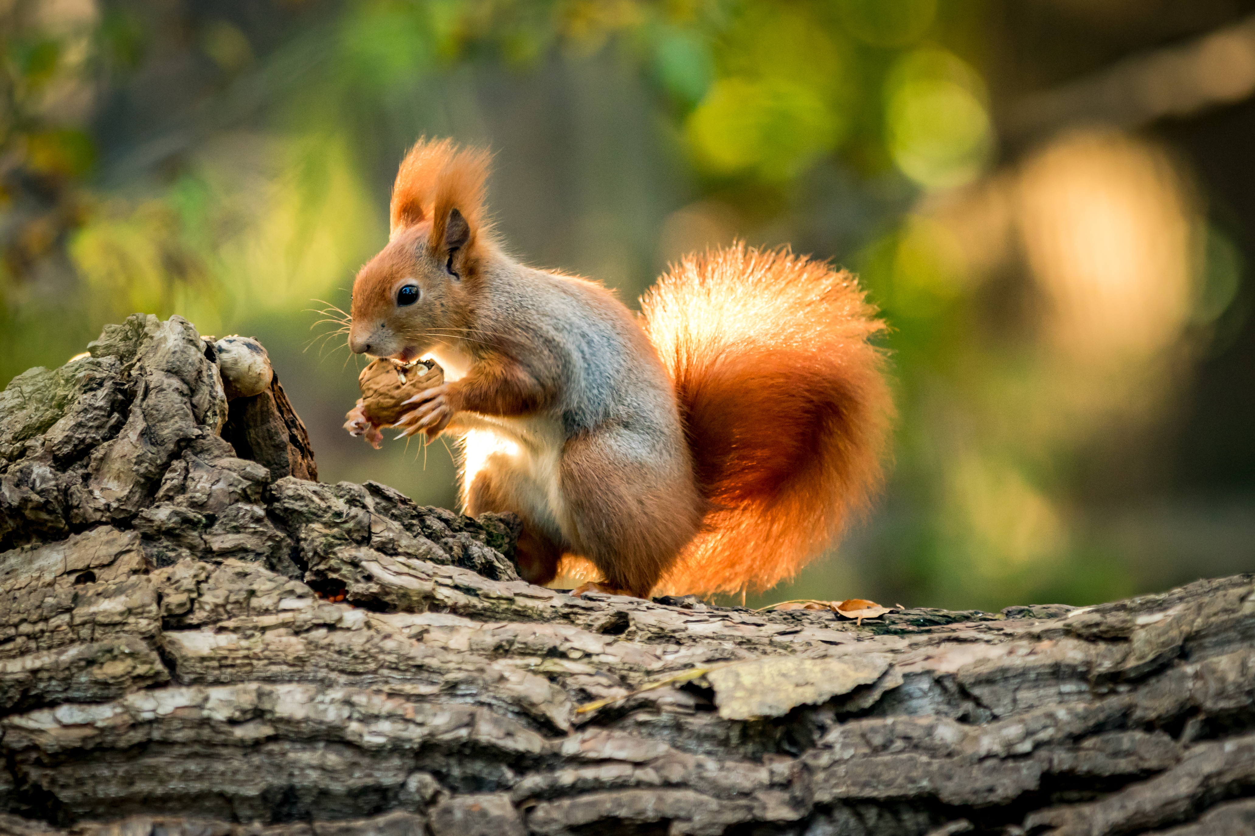 What did the squirrel bring to the Thanksgiving potluck? image
