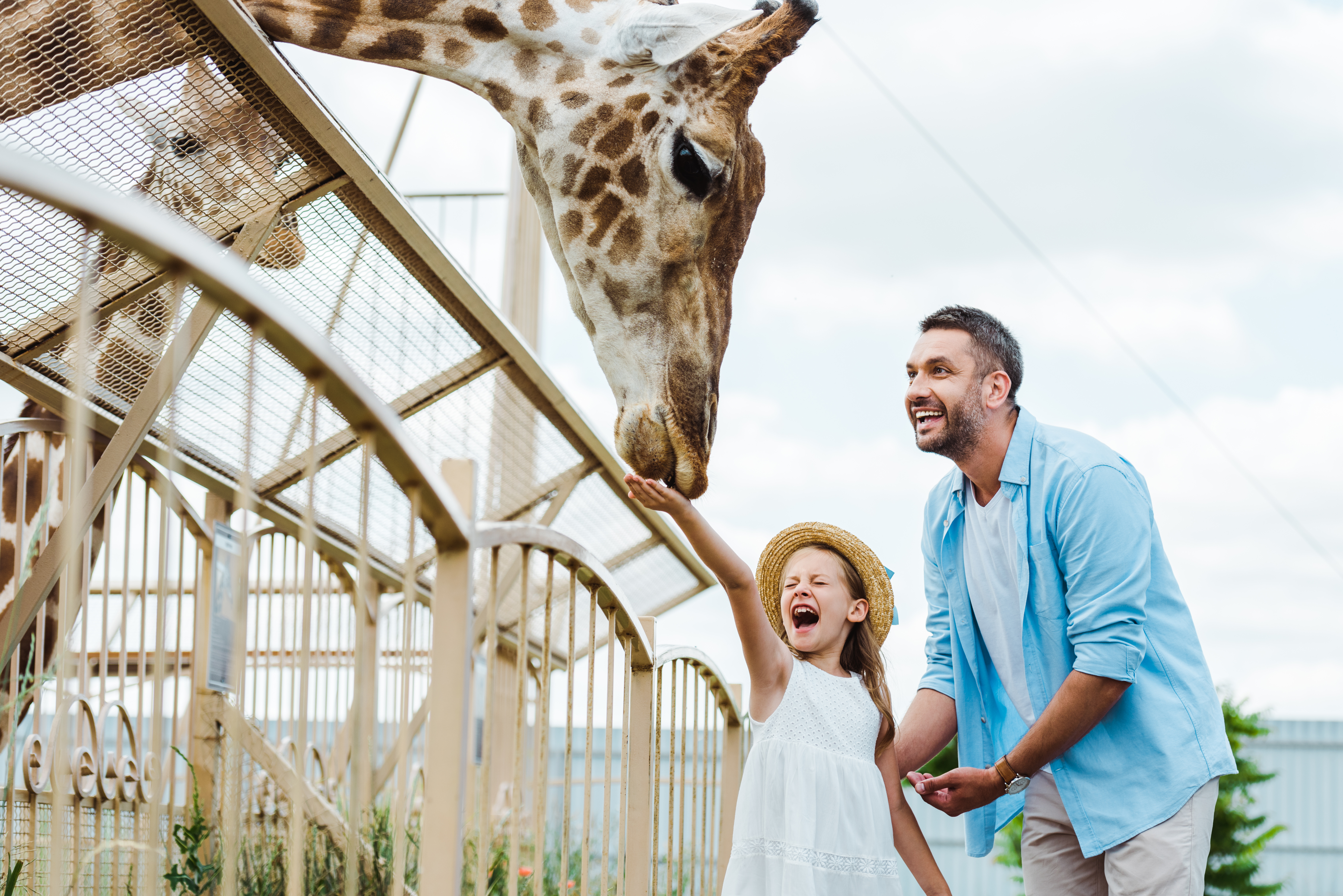 Why should you take your dad to the zoo for Father's Day? image