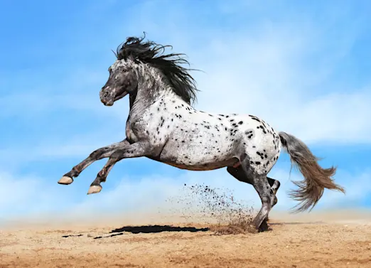 Meet the Horse Breeds That Dazzled Kings and Conquered Wild Frontiers-2