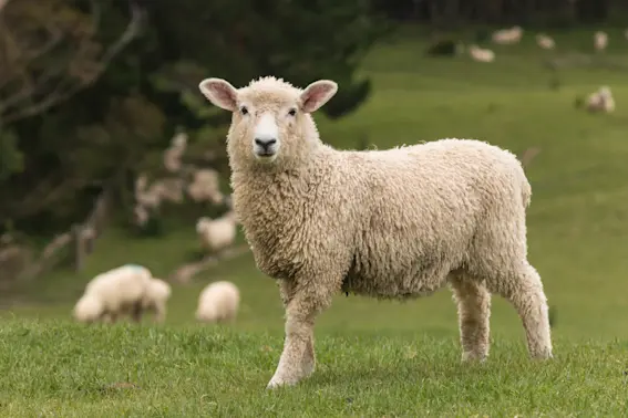What do you call a dancing sheep