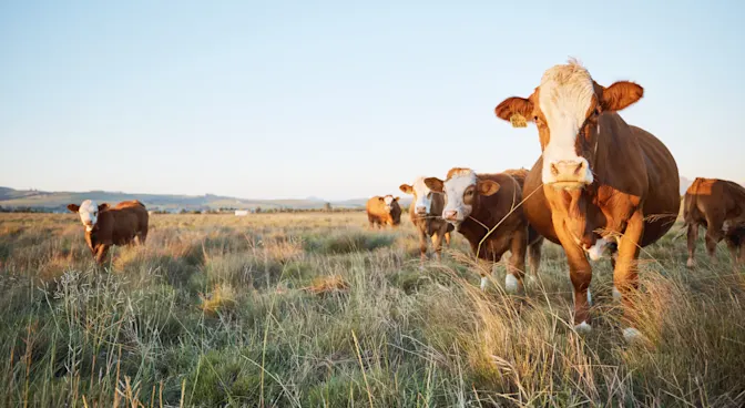 How 78,000 Ghost Cattle Duped Investors in a $100 Million Scandal-1