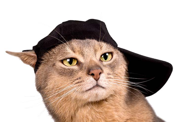  What is a cat's favorite part of baseball? image