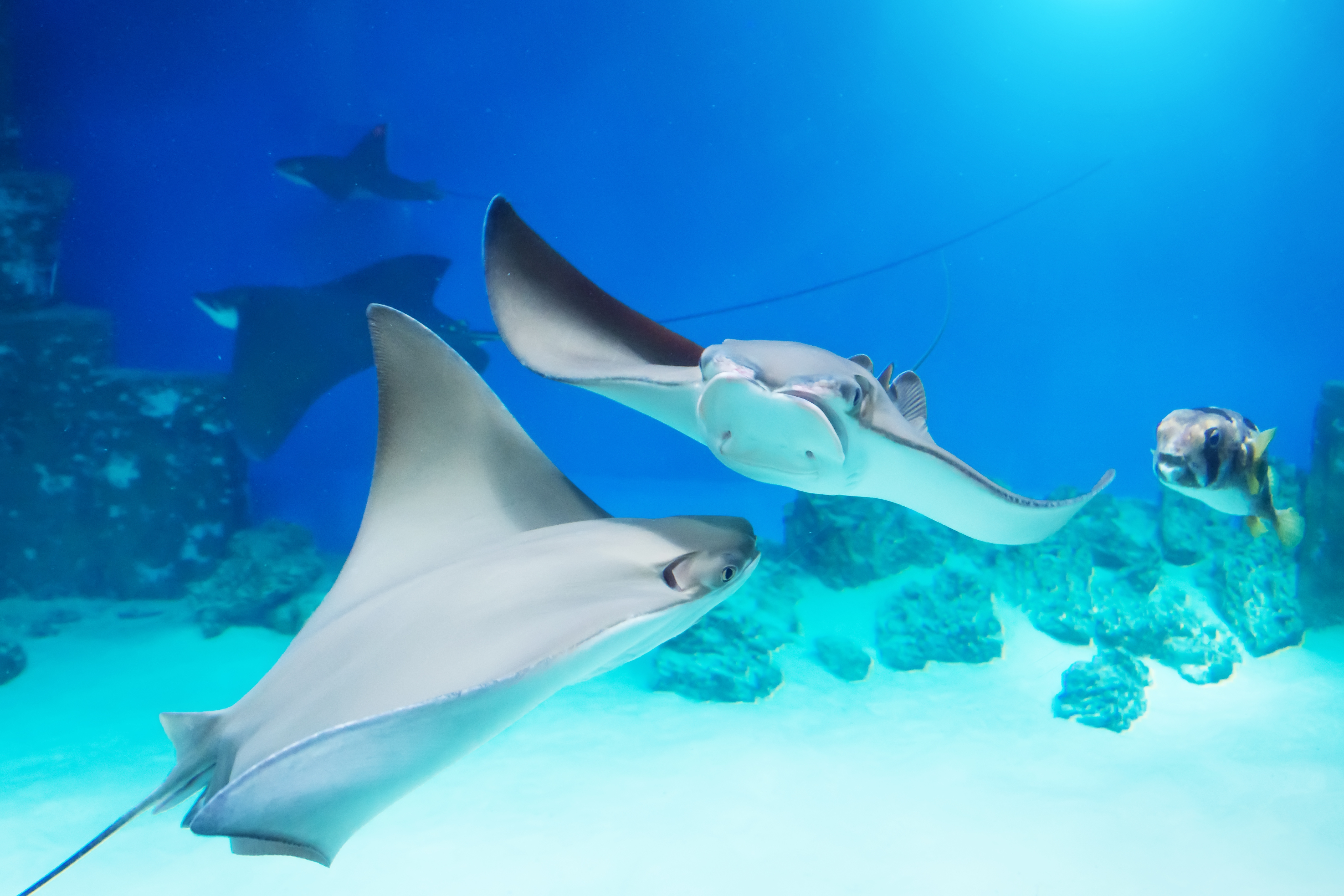 What do you call the former partner of a stingray? image