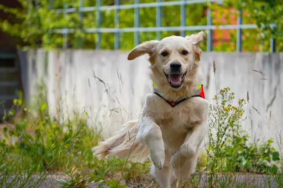 Flunked Police Dog Becomes Earthquake Hero-1