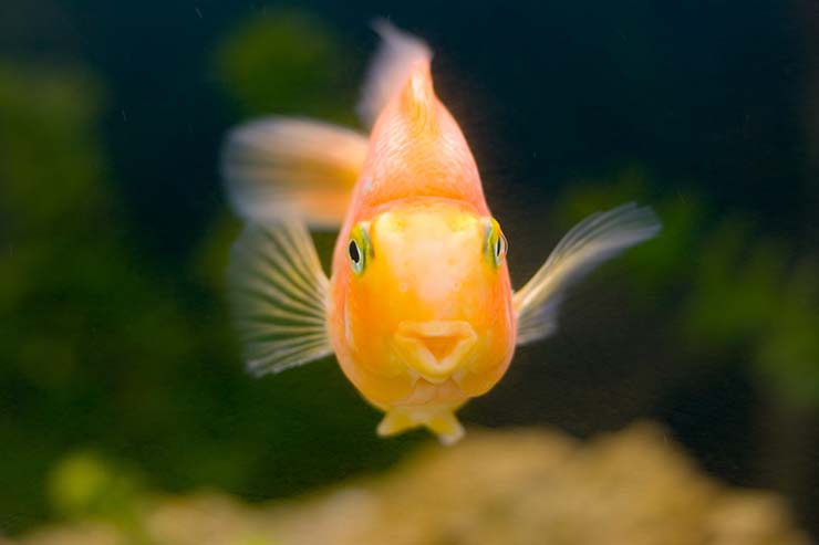  What fish sings the best? image