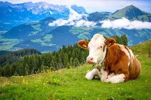 Where do cows go on vacation? image