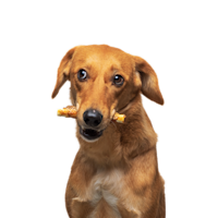 Image of Max