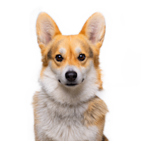 Image of Paddy