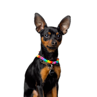 Image of Louie