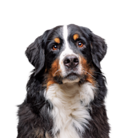 Image of Chewie
