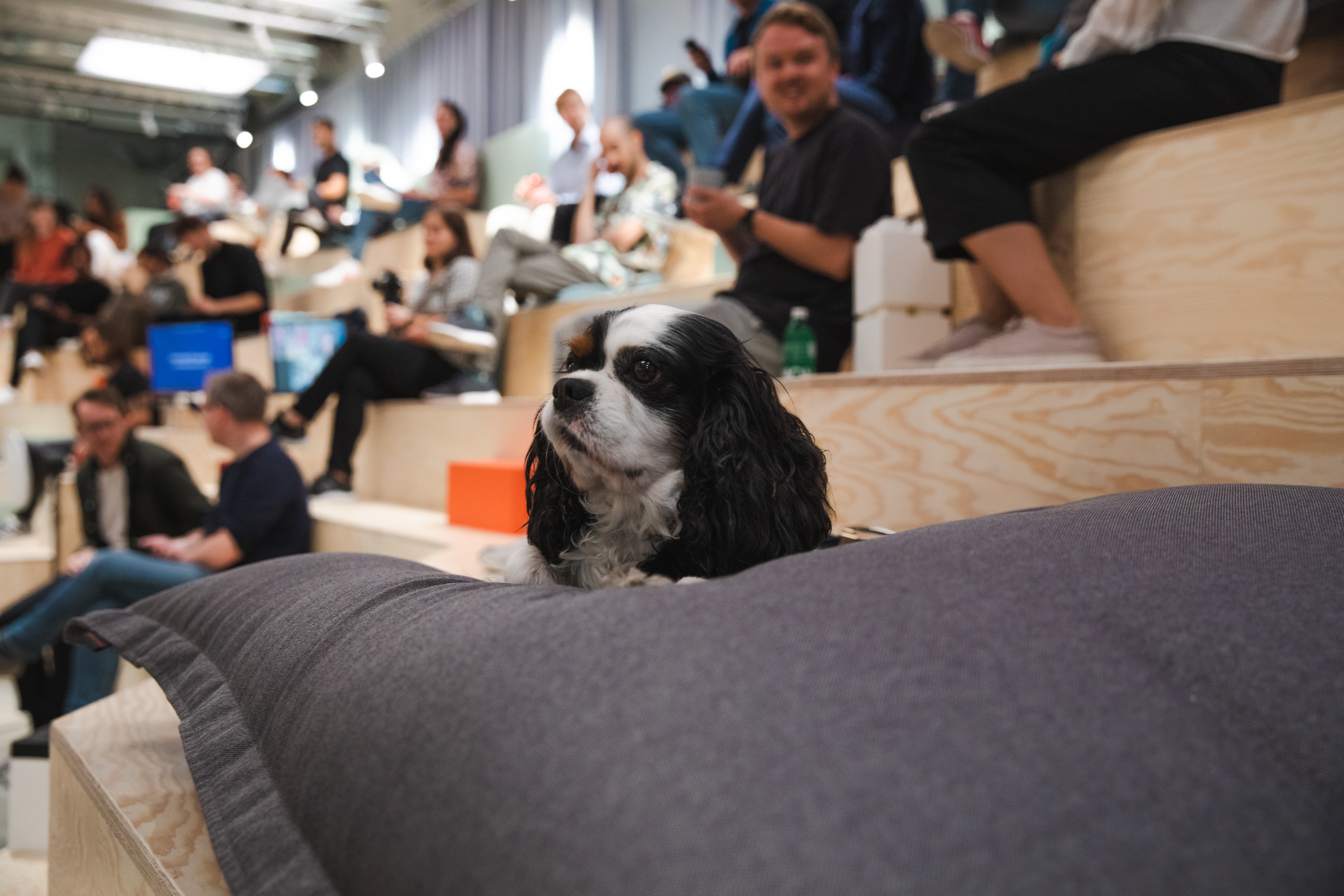 Boris the dog, sitting in a Menti Meeting