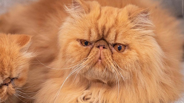 orange grumpy cat