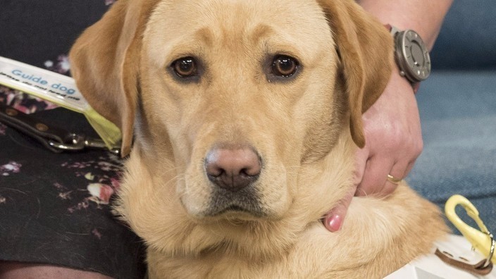 Our Clover's all grown up and a full fledged Guide Dog! | This Morning