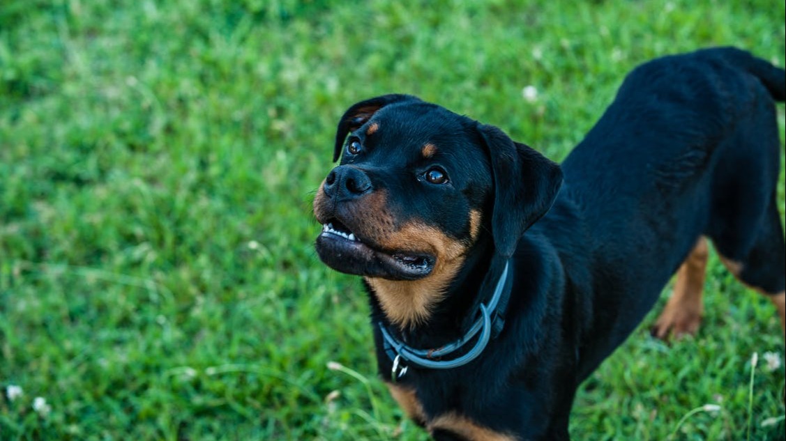 can a rottweiler live in croatia