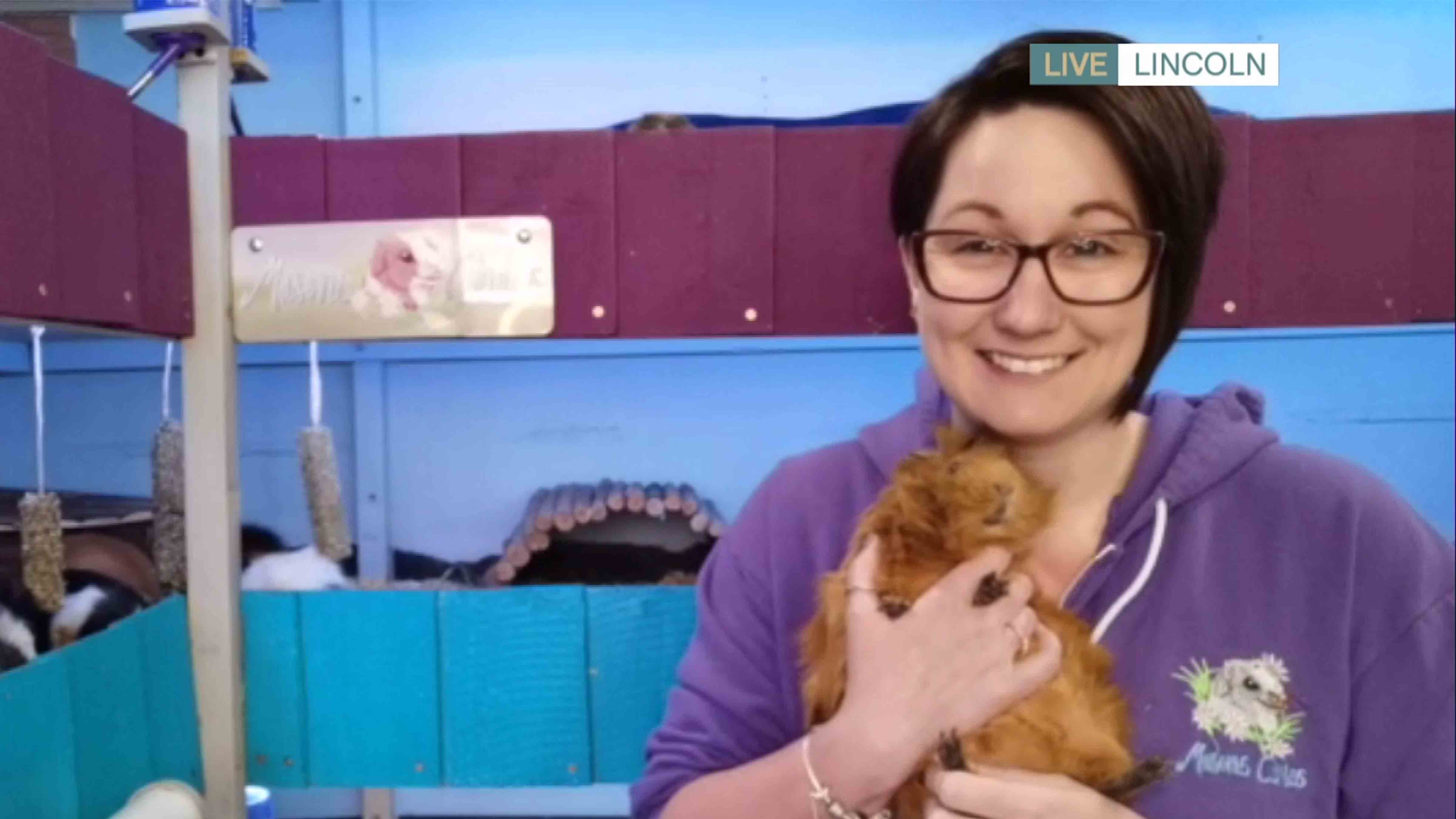 Meet the woman with 88 guinea pigs taking the by storm This